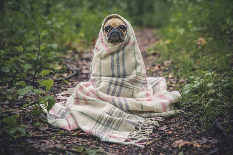 Perro tapado con manta
